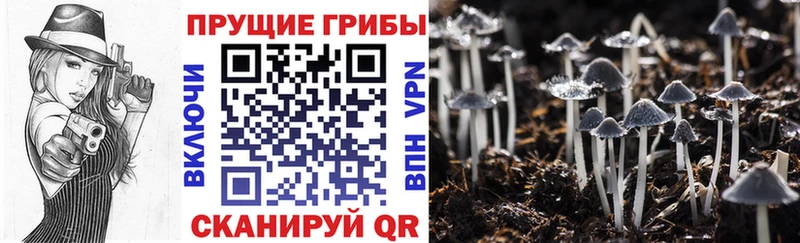 Купить  Солнечногорск  Галлюциногенные грибы прущие грибы 